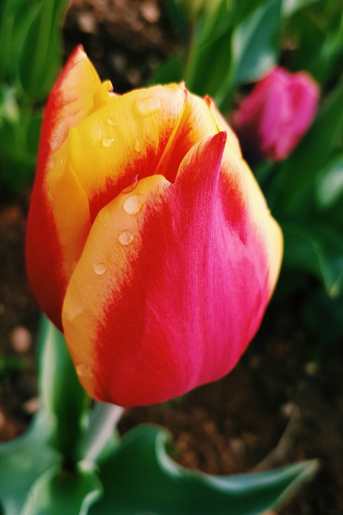 tulipani italiani